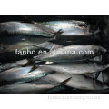 high quality frozen mackerel for wholesale